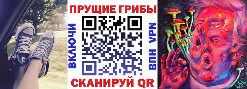 Купить  Камбарка  Псилоцибиновые грибы мухоморы 